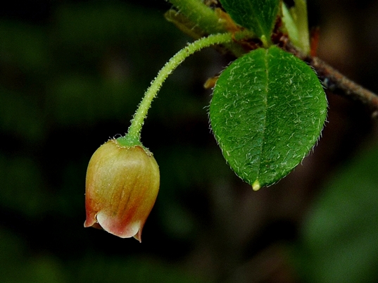{Rhododendron pilosum}